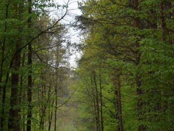 Wspólne patrole na terenie Bolimowskiego Parku Krajobrazowego – dla bezpieczeństwa i ochrony przyrody, 
